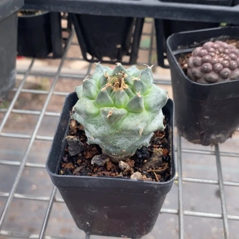 赤花娇丽4仙人球