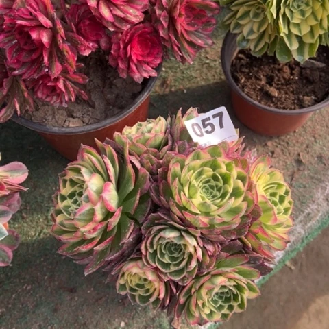 057海王朵朵多肉，