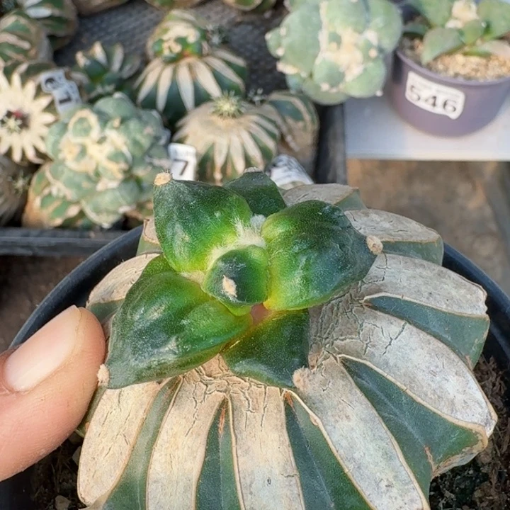 兔****觉847精品怒涛牡丹仙人球