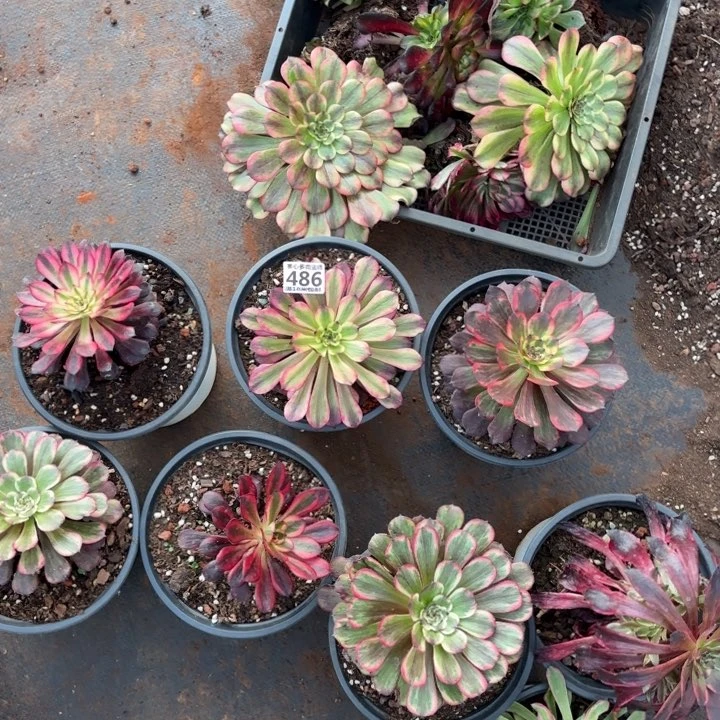 s****x486组合掌心多肉法师锦