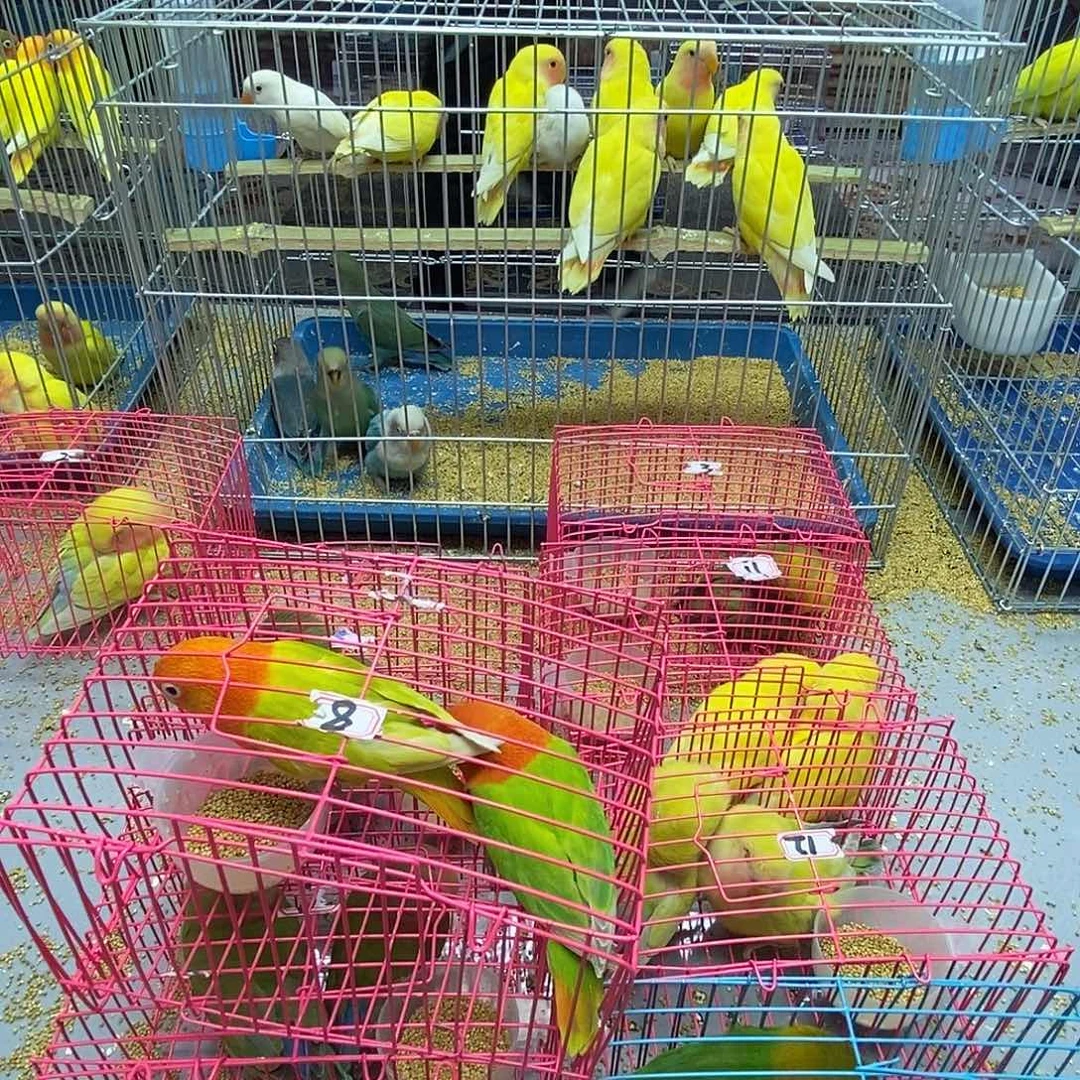 天***情桃脸牡丹鹦鹉白玉