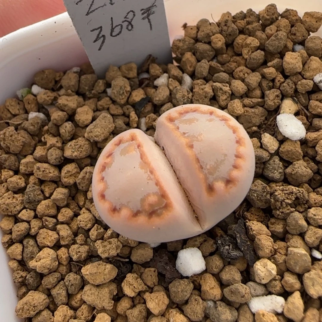 1.3。       216饼干。    2023