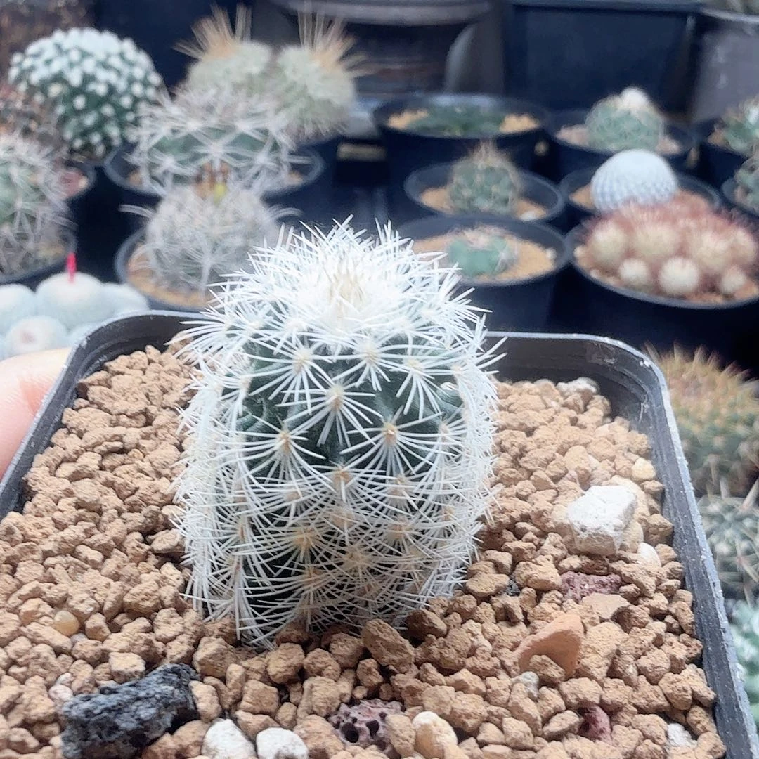伯格曼脱土发货刺世代