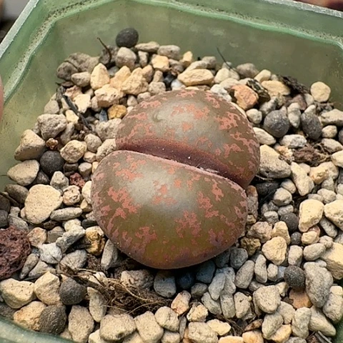 2443酒红紫薰带盆土发货