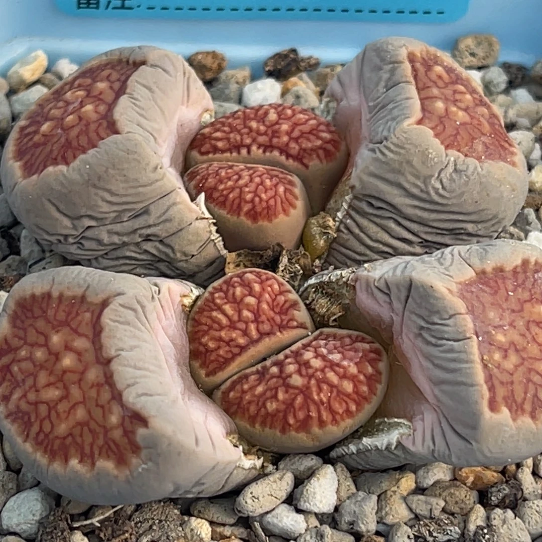 8347双头浮雕莲花红窗菊一颗