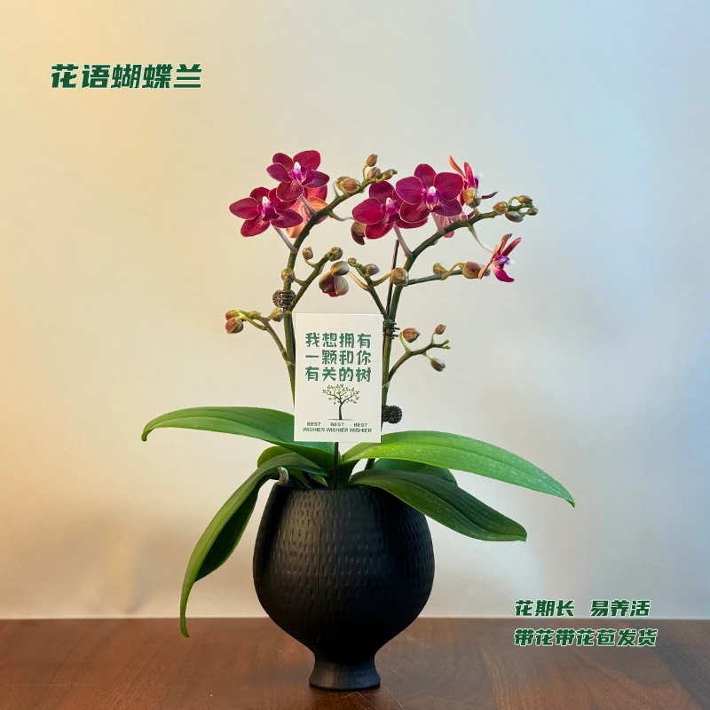 蝴蝶兰【香妃】 带花带花苞发货 室内客厅阳台花卉 好养易活