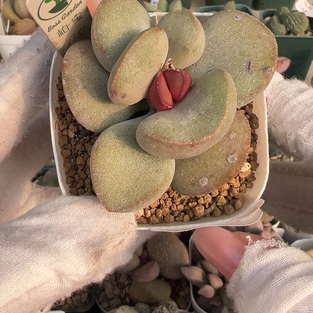 436胖嘟嘟一颗杂交实生