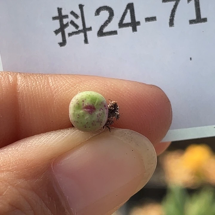 24-71嘴多肉植物肉锥