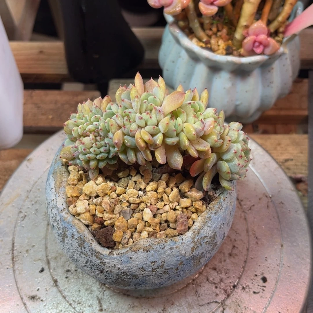 白胖子朵朵缀多肉植物duinvb