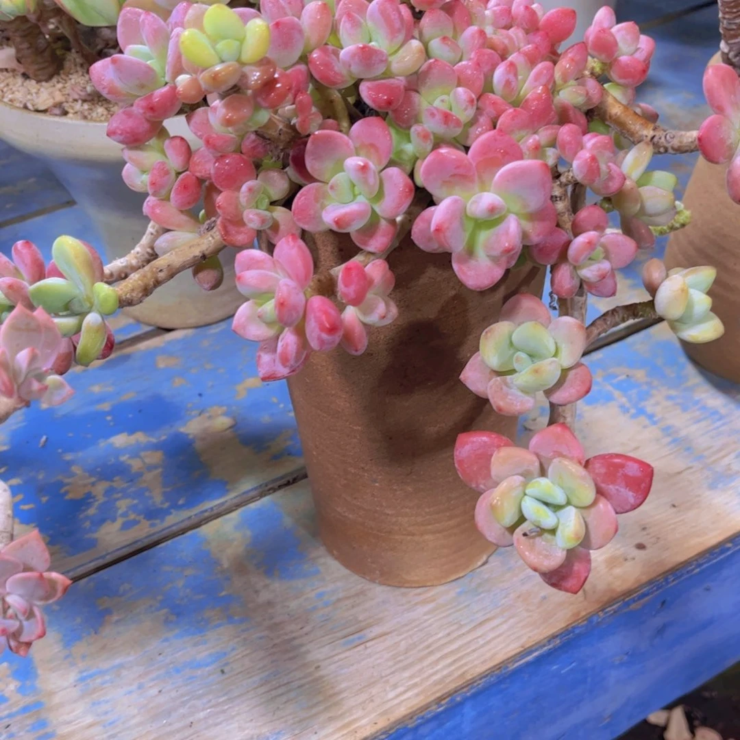 W***n多肉植物保护研究所所长的