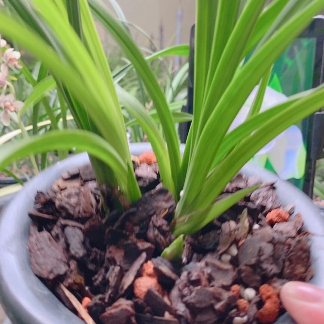 当前无花栽培后可以开花