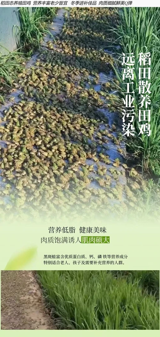 重庆市生态养殖稻田蛙【非牛蛙】