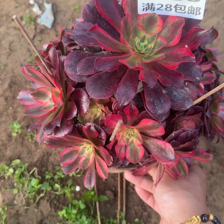 2635二号棚美杜莎B