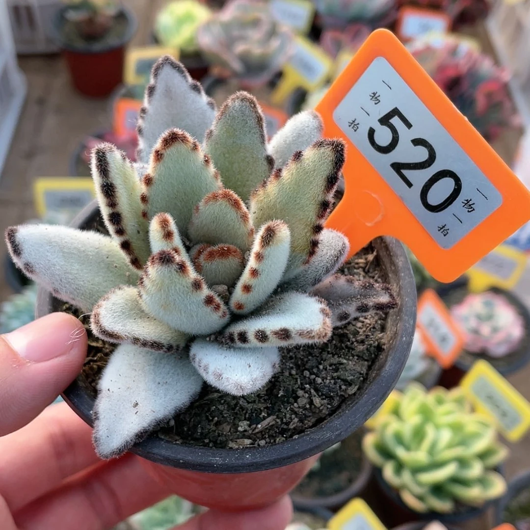 【闪购商品】520号