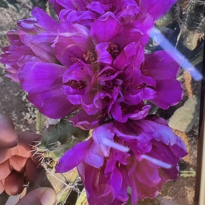 205美花角紫龙一个无根侧牙，20包邮