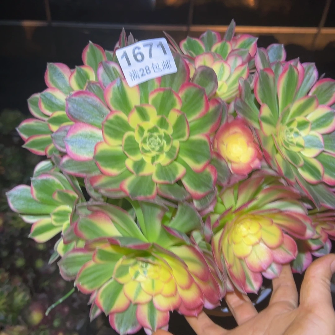 多肉植物1671海仙