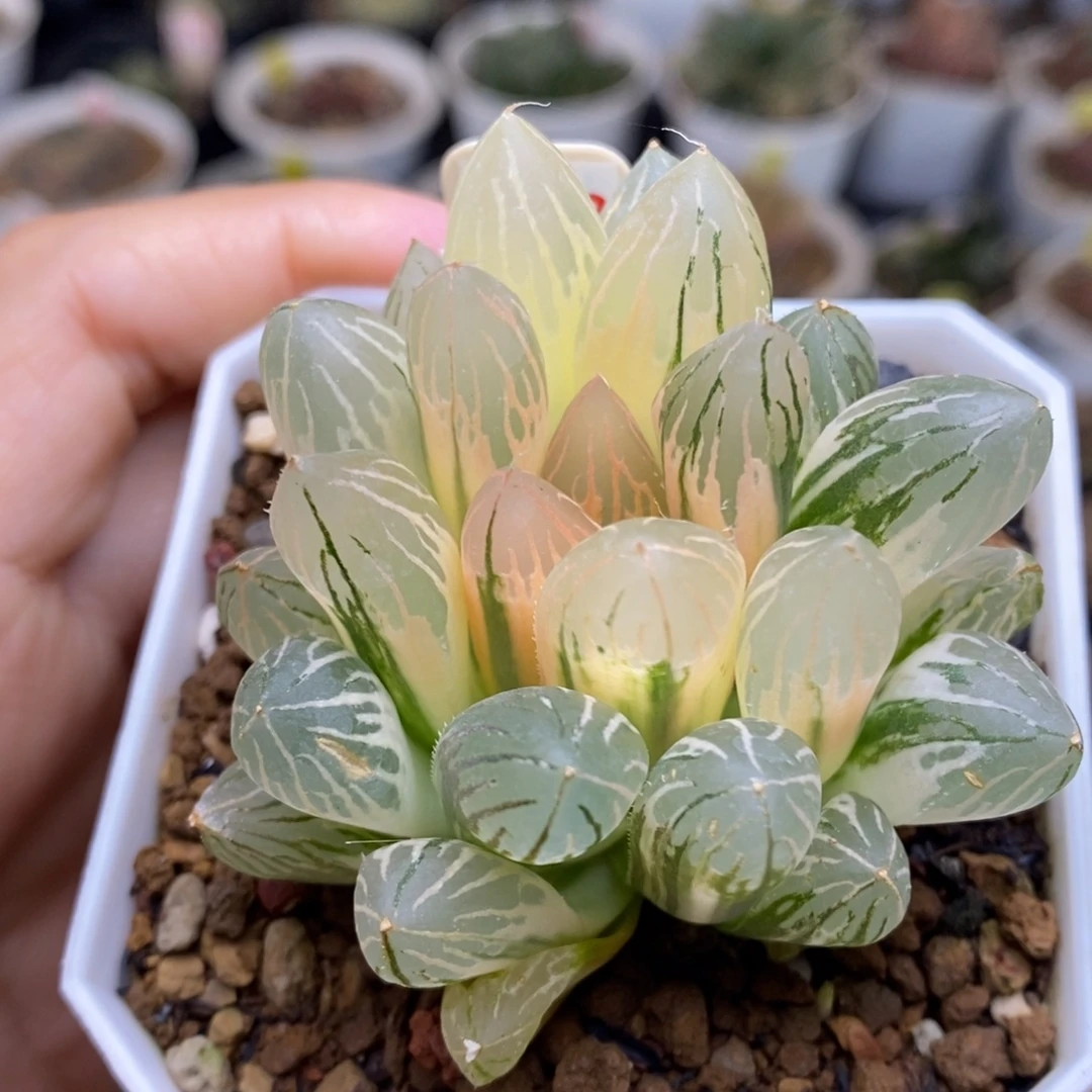238号糊斑胭脂玉露锦