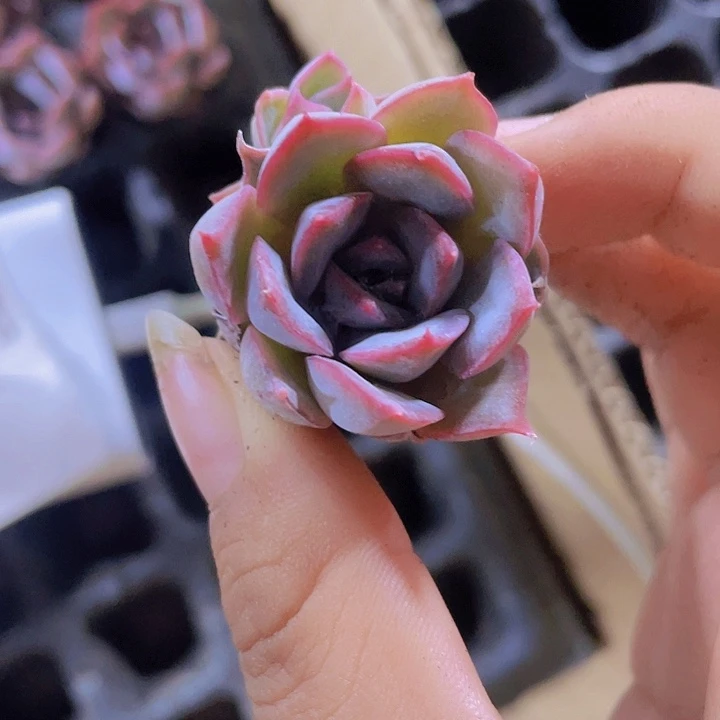 14精品暗冰2颗一组