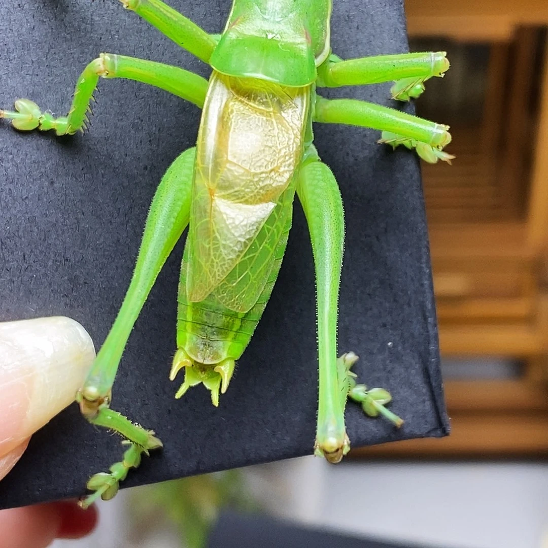 绿蝈蝈哈哈哈哈哈哈哈