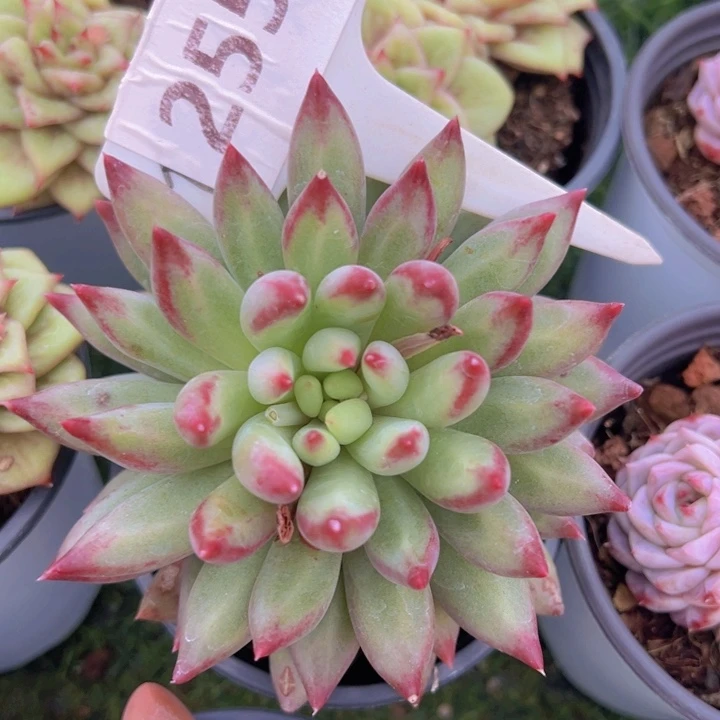 健健康康平平安安