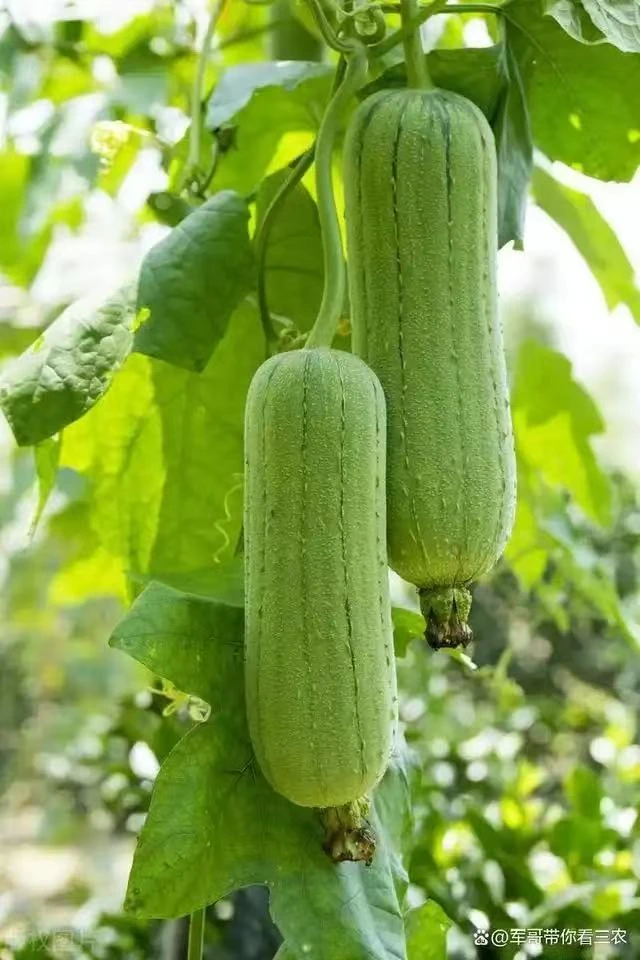 云南芒市赶集新鲜丝瓜
