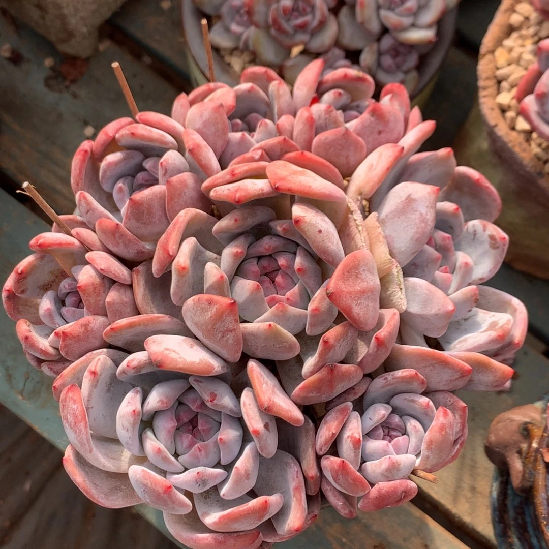 哈哈哈哈哈哈哈44