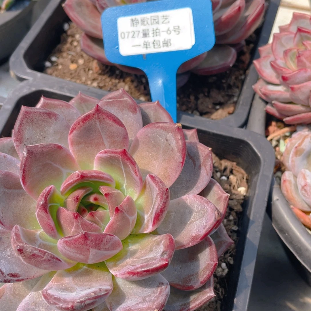 0727-6-超大单头母本夜魔侠一颗量拍