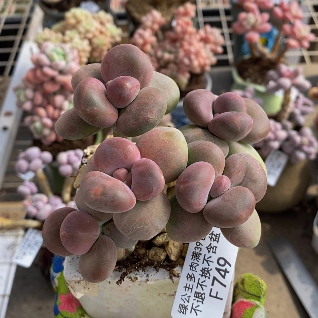 芒果 奶酪749/8c m