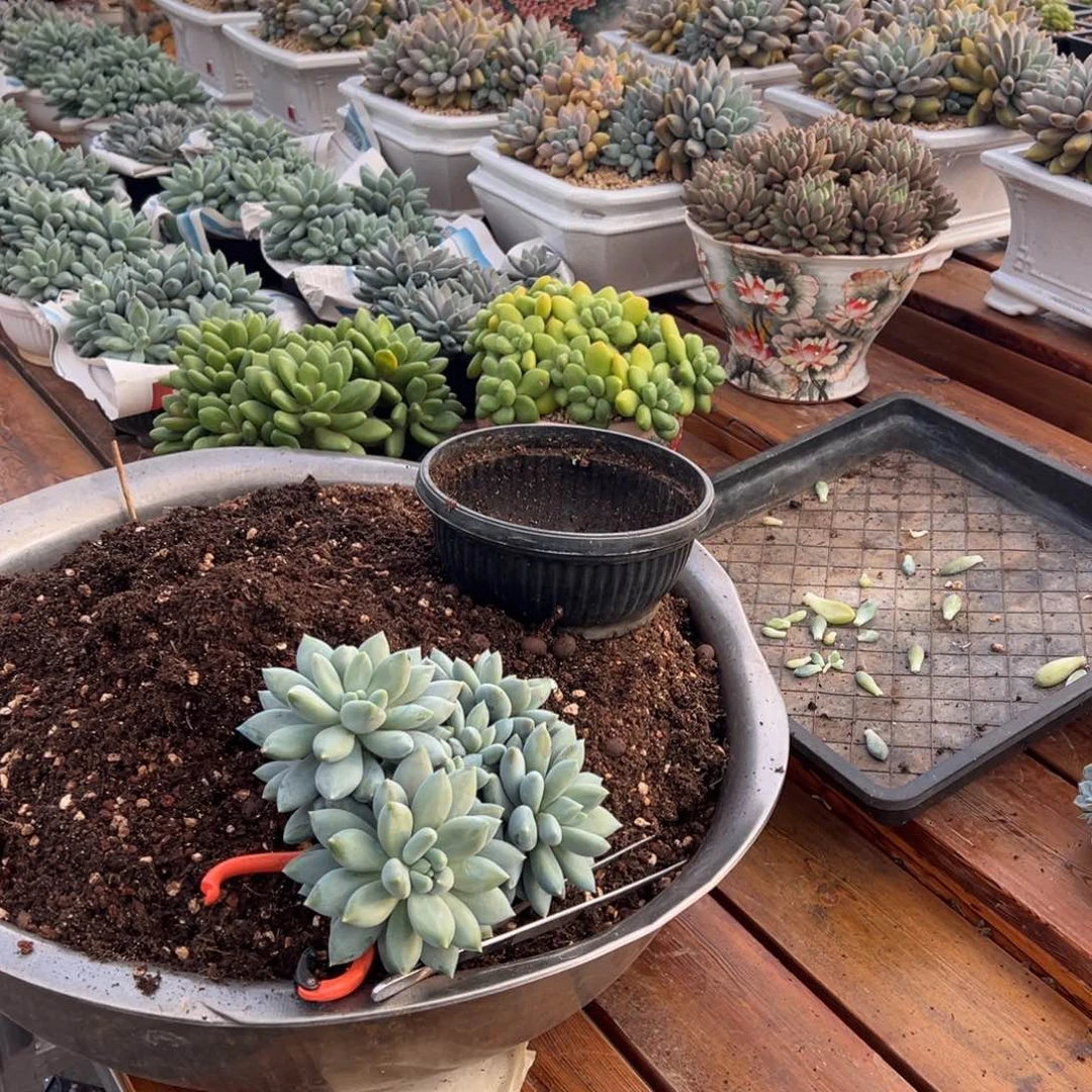 ****孩哥特萝莉20公分左右，10个头左右。