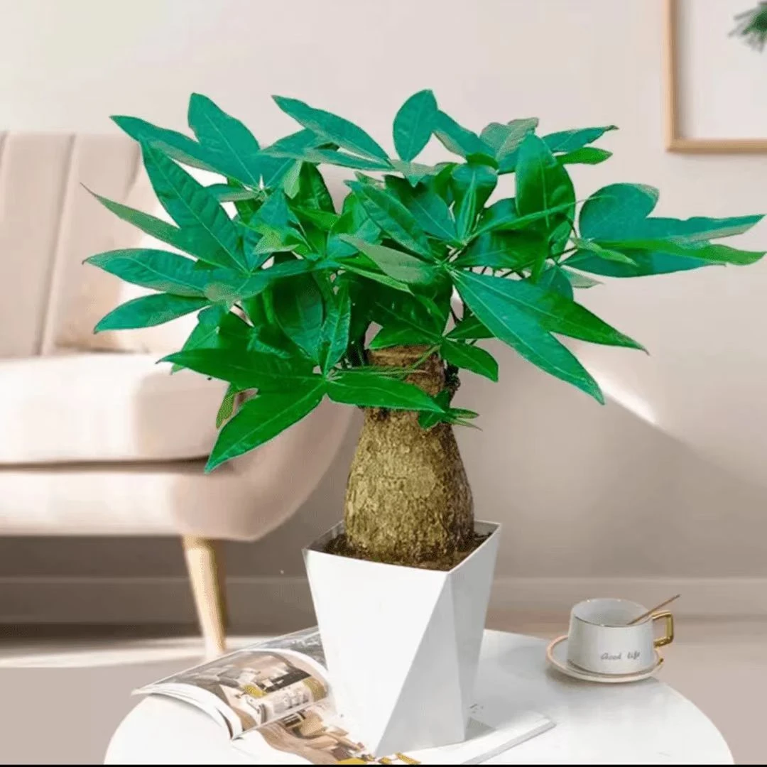 【五年老桩】老桩发财树室内绿植懒人大象腿发财树盆栽招财年宵花