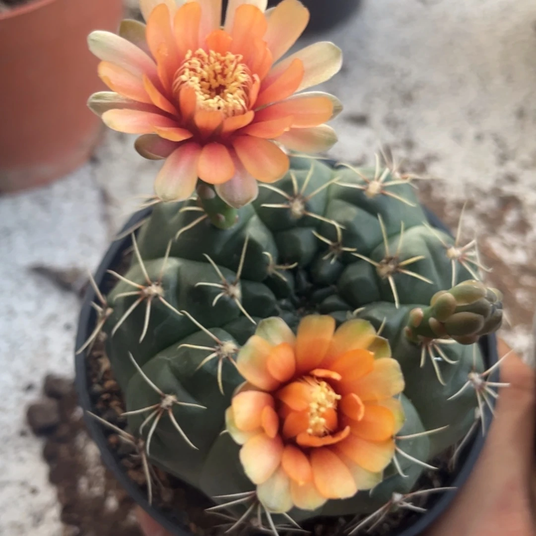 钱***友实生绯花玉仙人球1