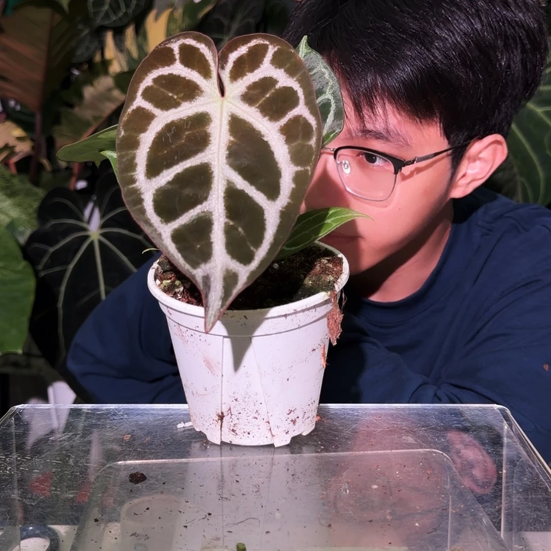 完全开放S101 SKG杂巧克力神光