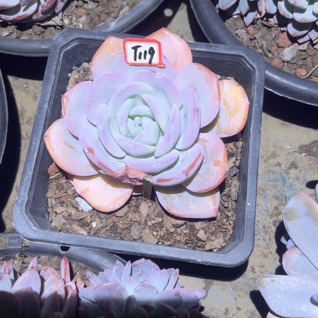 ۵***࿐精品多肉植物老桩