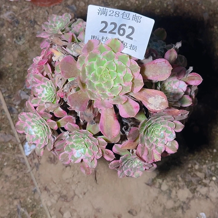 2262霁月多肉植物保护