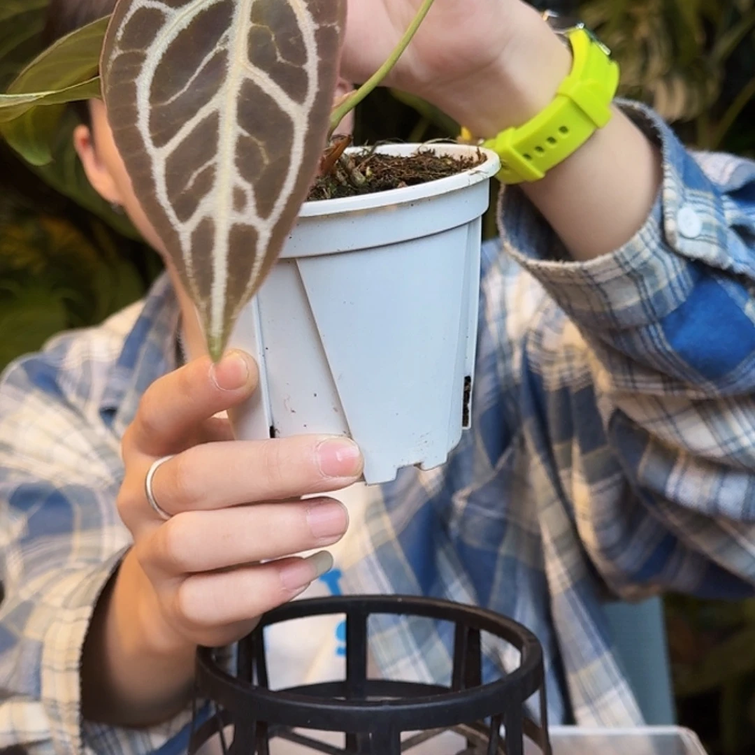 完全开放U66红水晶咋黑底撕裂纹