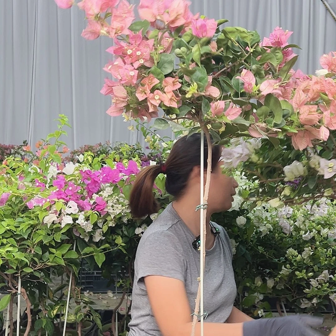 甜***兴当前无花栽培后可以开花H37米罗
