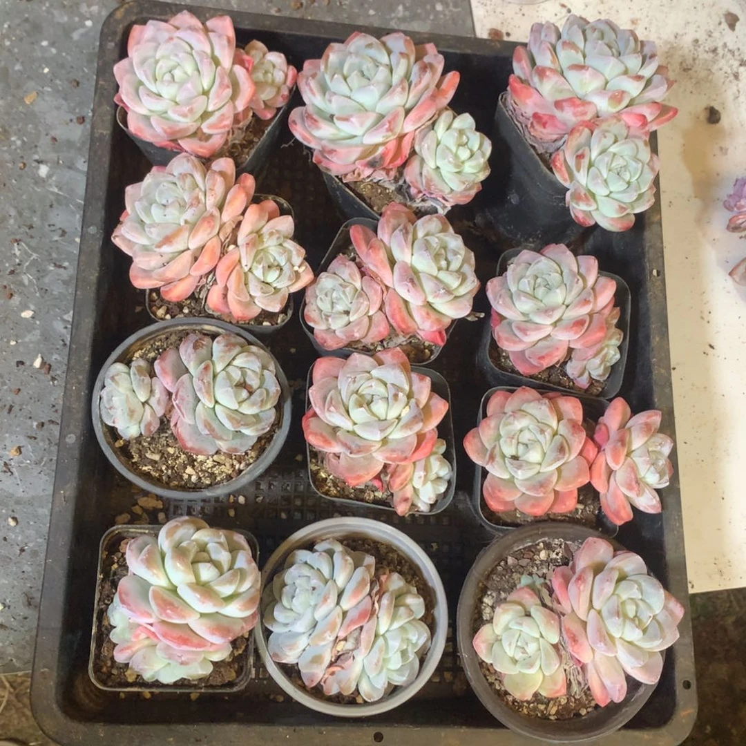 哈哈哈哈哈哈哈哈哈哈