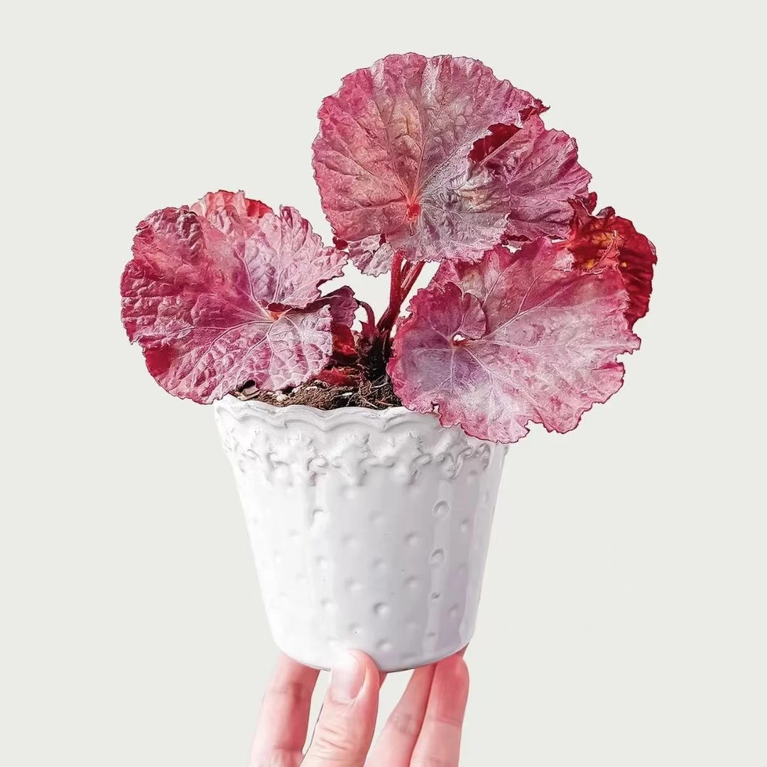 粉红豹秋海棠网红ins风绿植盆栽室内花卉北欧进口观赏植物