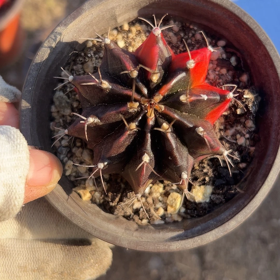 杜呃呃呃呃呃呃呃呃