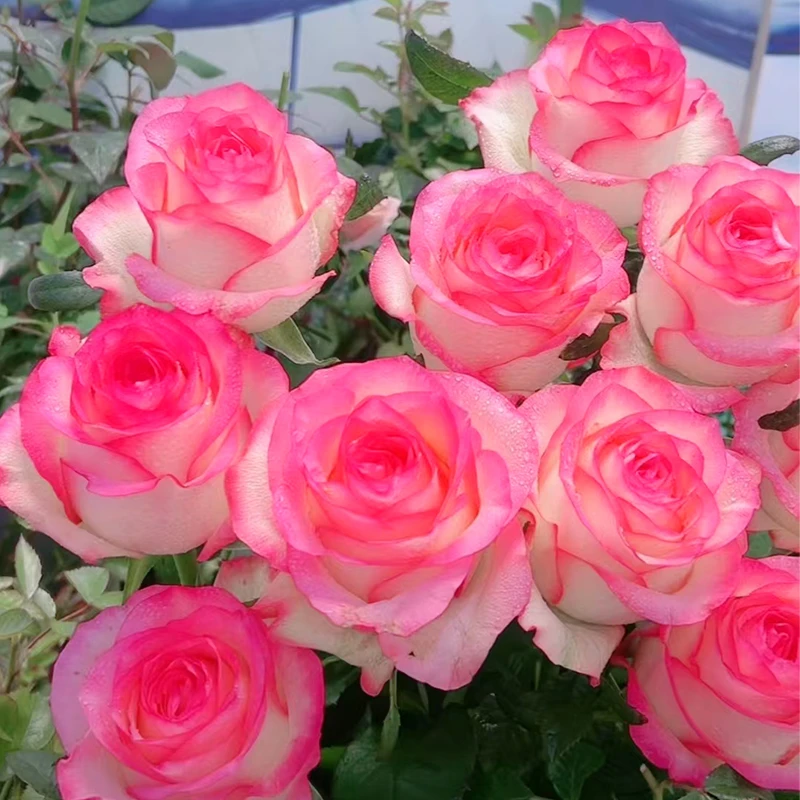 云南玫瑰花苗四季开花盆栽老根浓香大花型月季大苗老桩室内外花卉