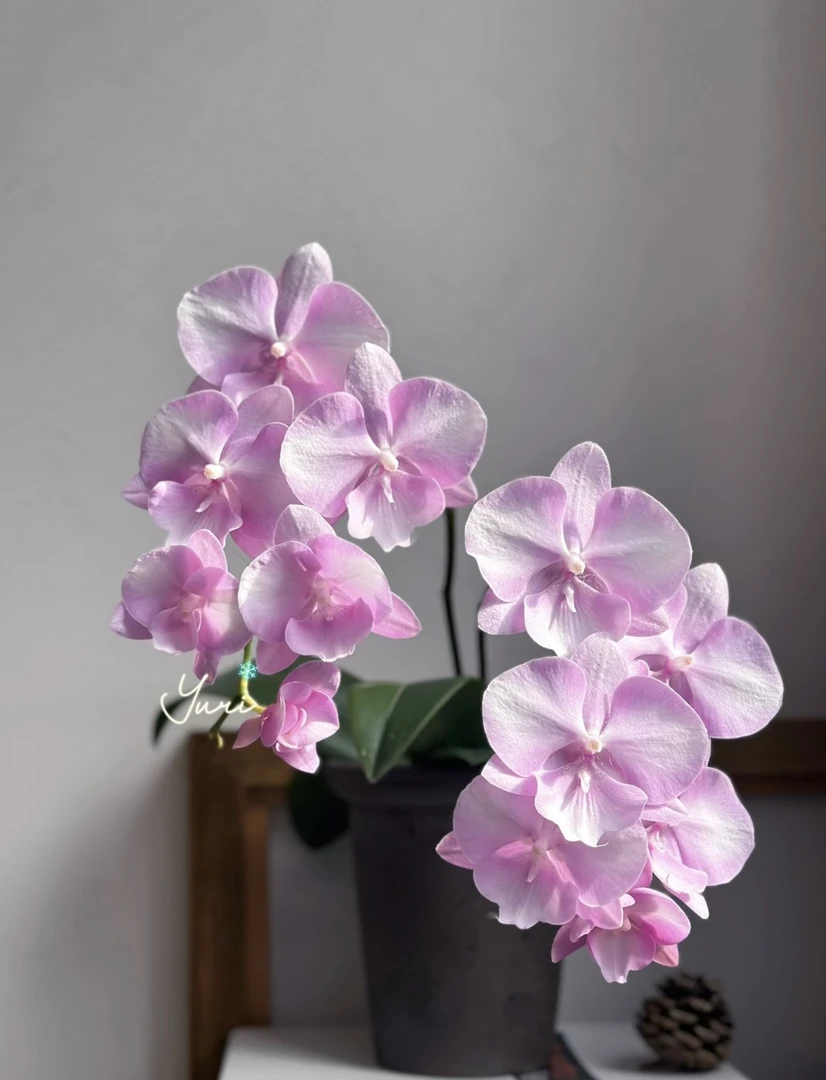 【骑士】蝴蝶兰3.0寸骑士未出梗发货