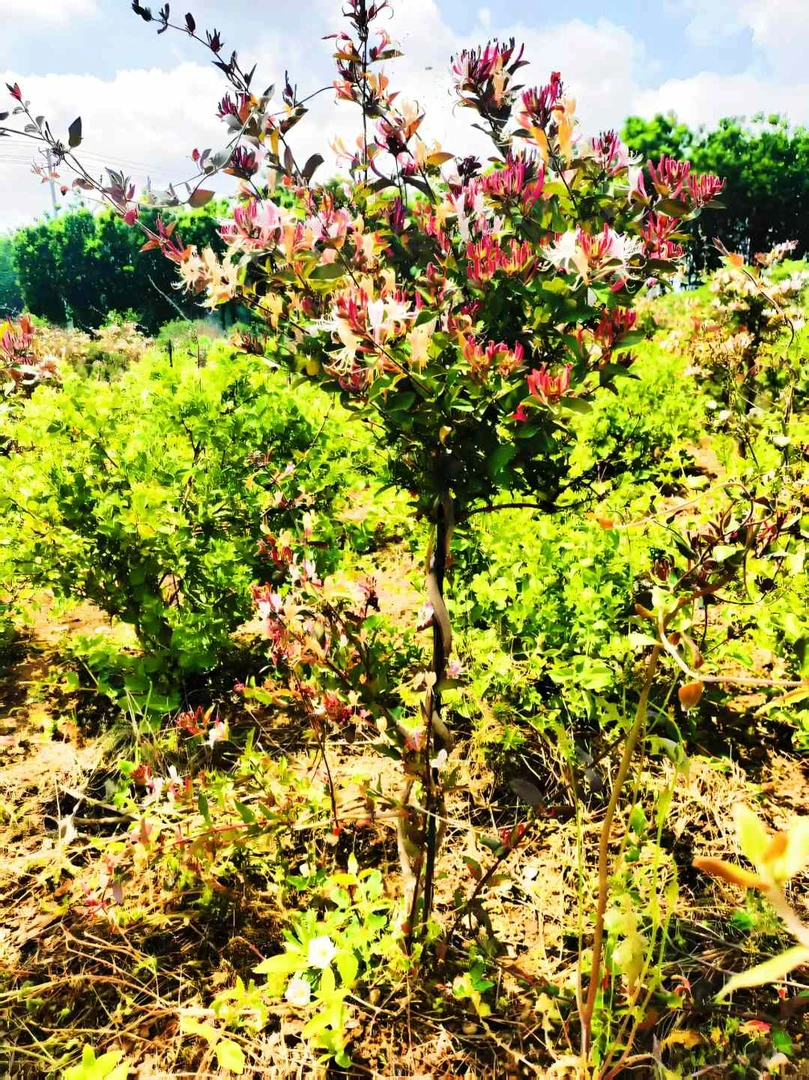 买一送一爬藤款多彩红色金银花可泡茶煲汤南北方都可种