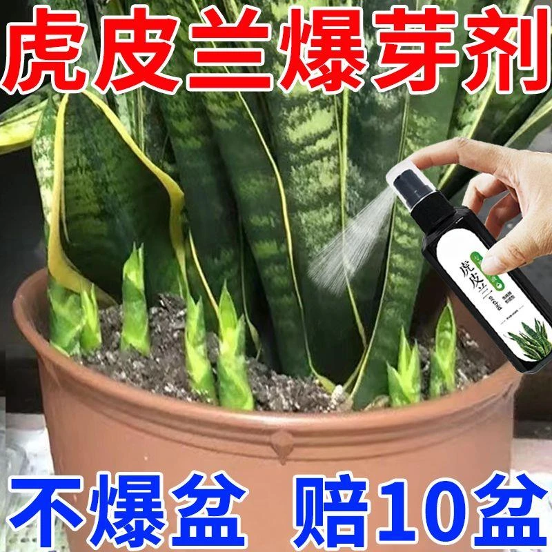 【发芽猛】虎皮兰专用肥料营养液增肥治黄叶烂根促生长通用型液体肥