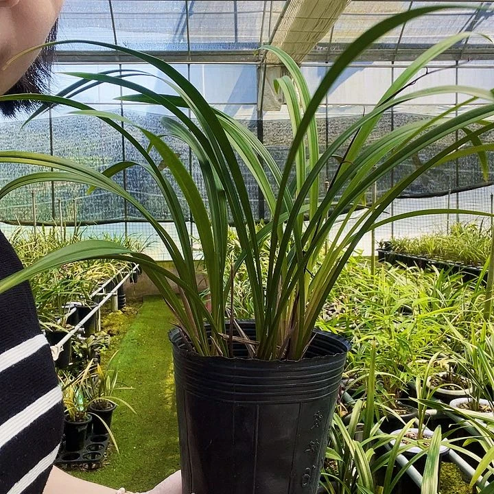 无花朵用****7市长红