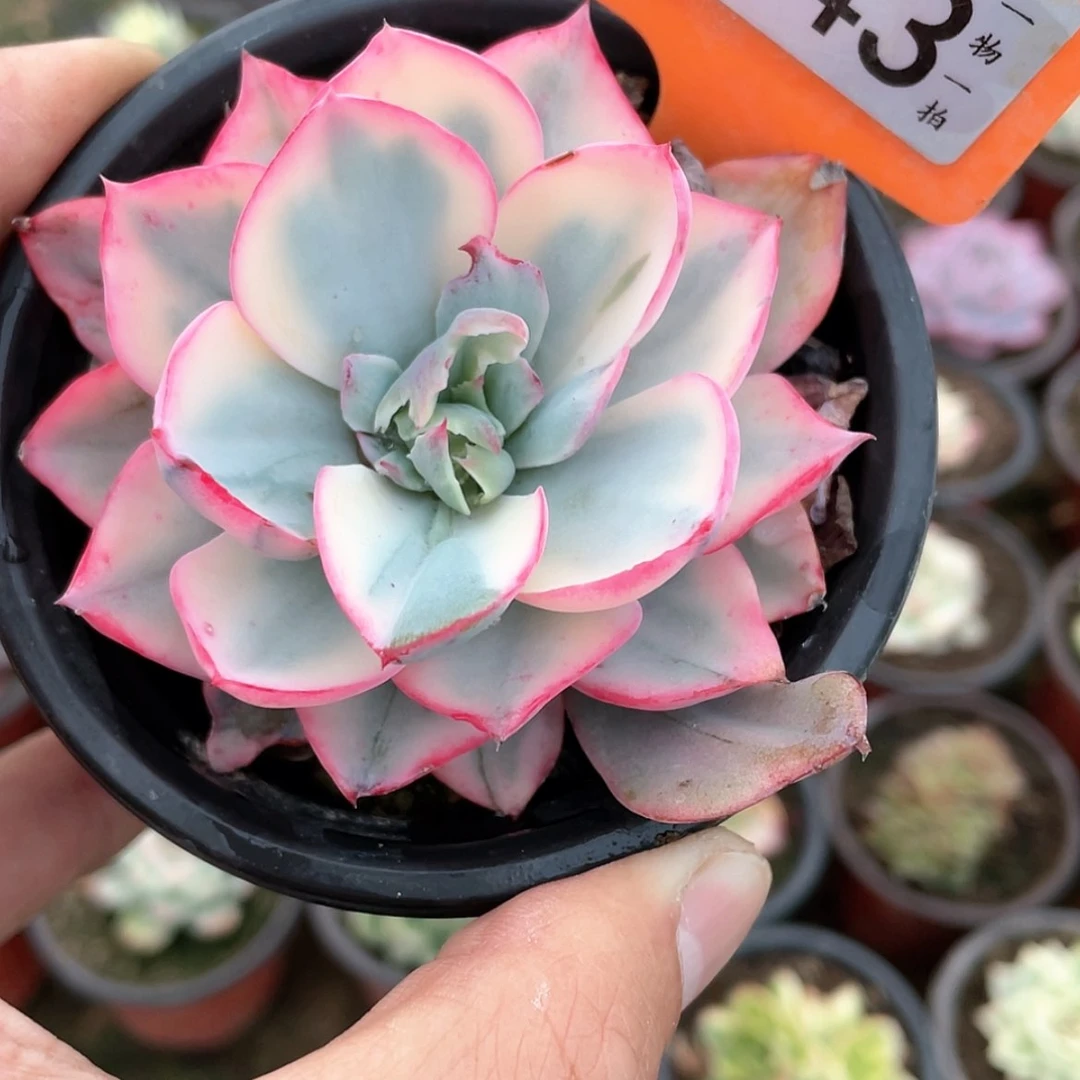 【闪购商品】343号