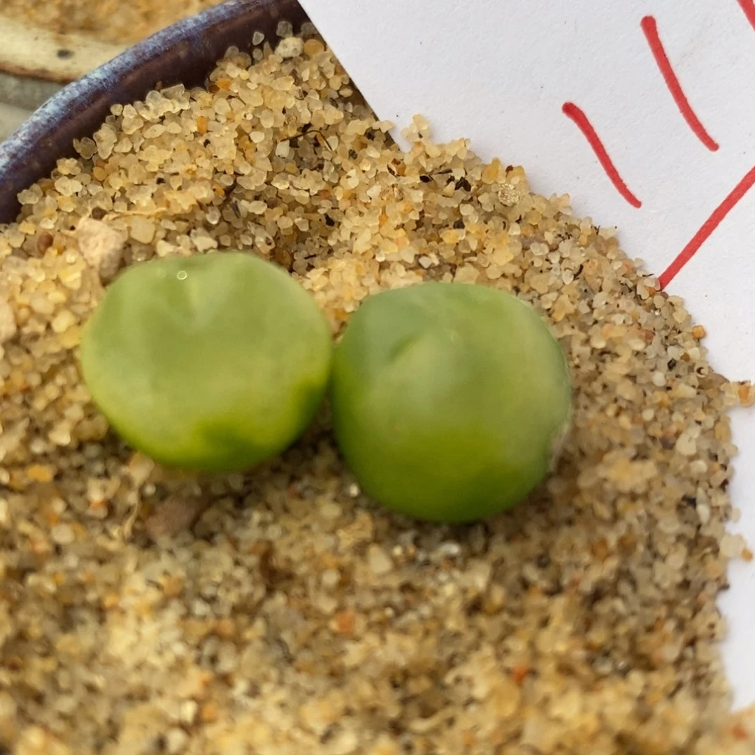 1111拉登两颗一组