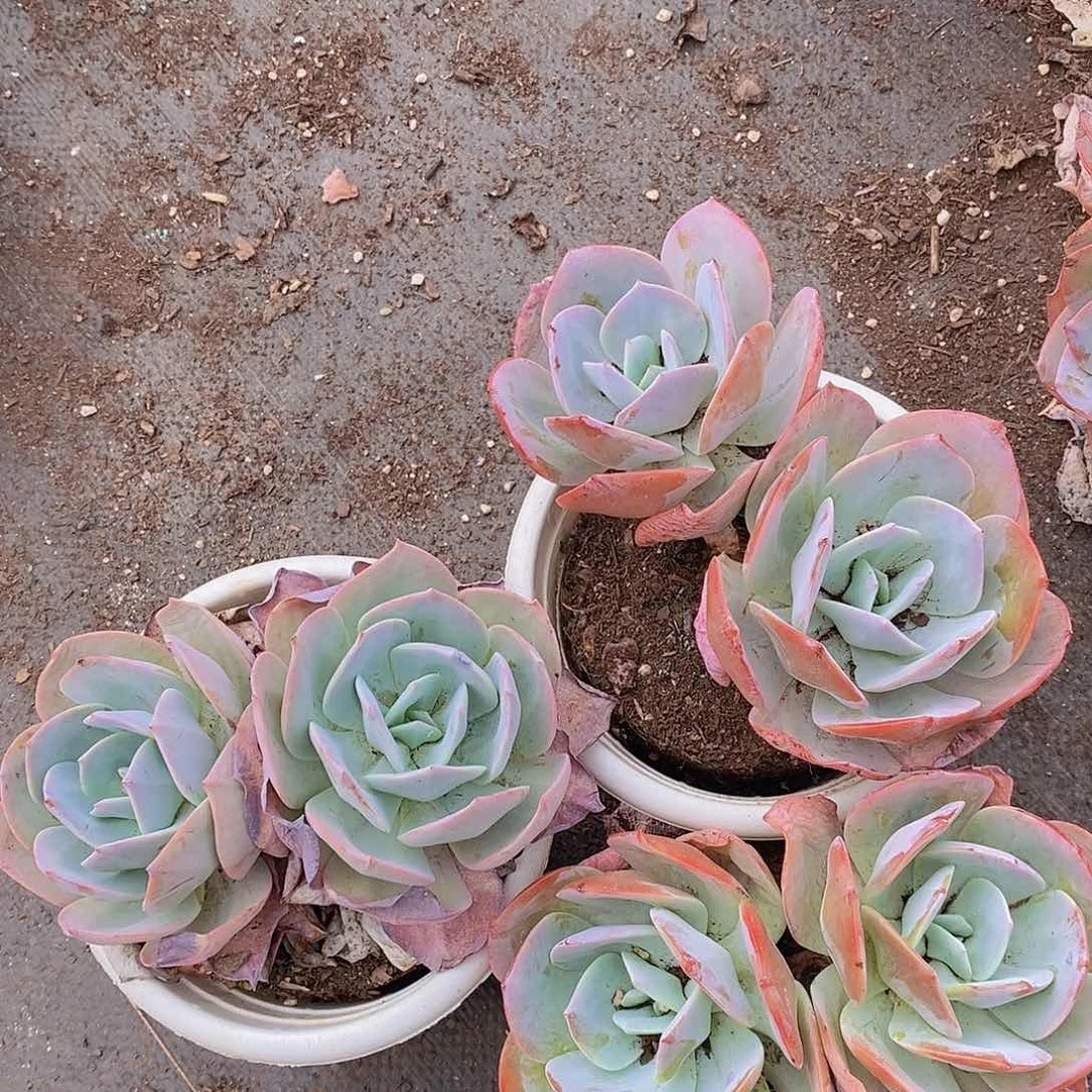 血凤双头起发老桩三盆