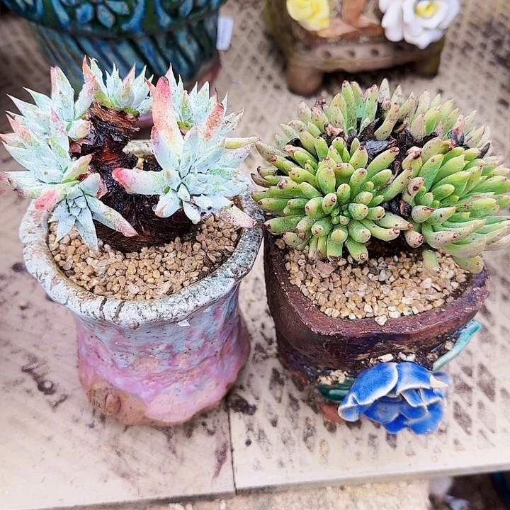 1714两颗仙女杯多肉