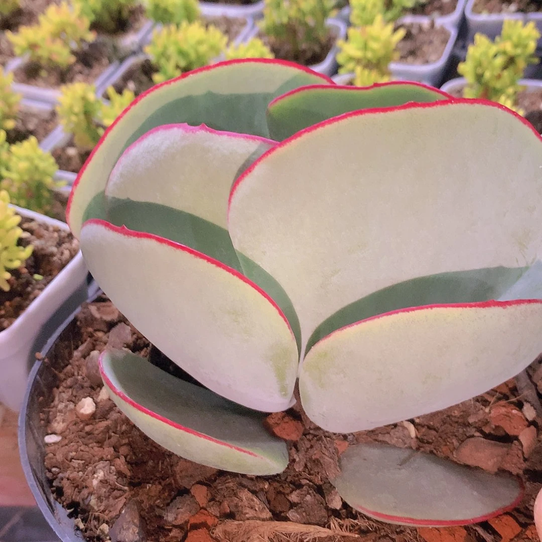 大号白眉345789900000