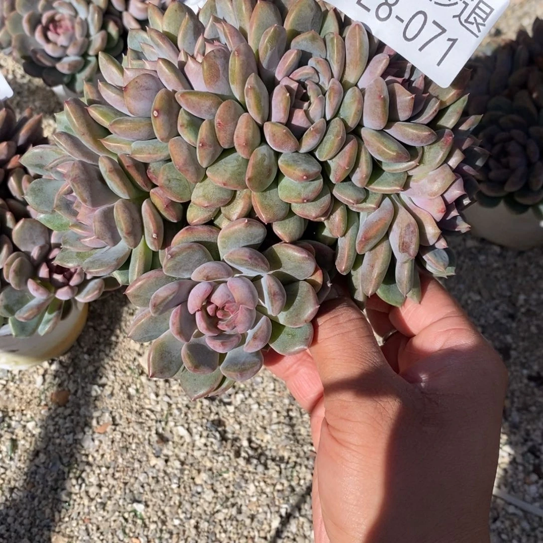 咘**嘻勿秒拍秒退 9028-71黑曼巴